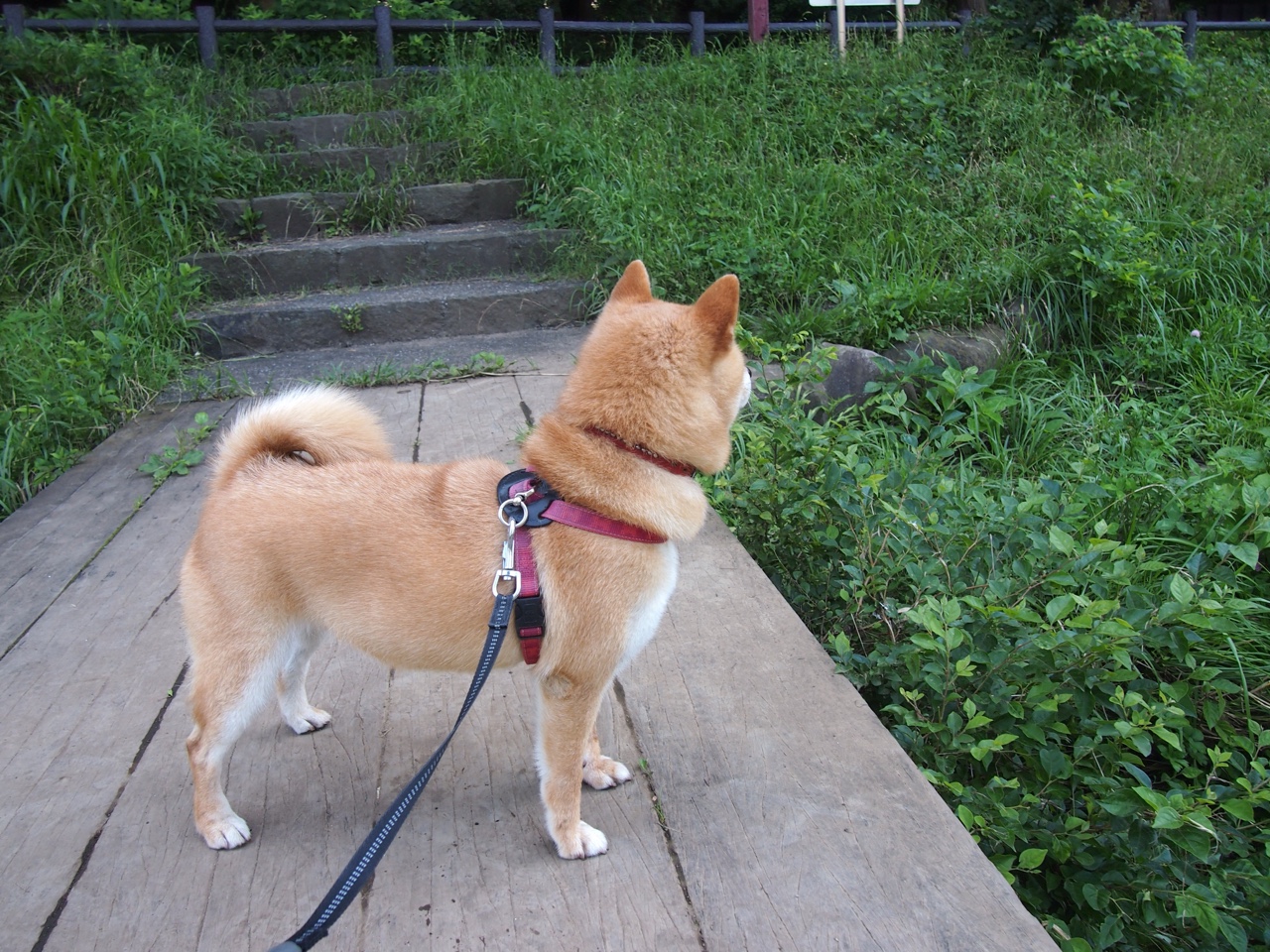 爱游戏-波波维奇赛场表现引发媒体关注，波波维奇 胜场