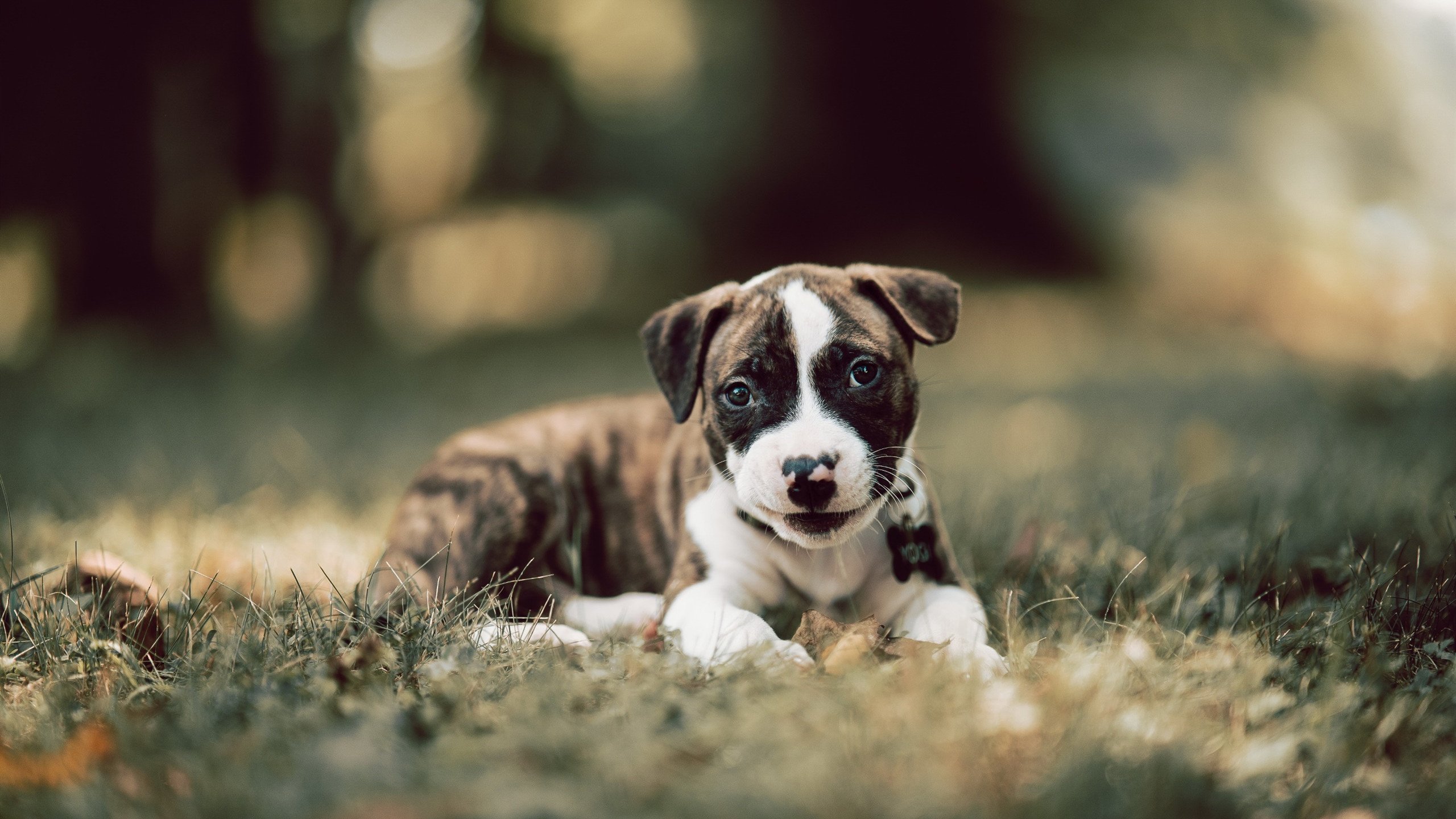 爱游戏-足球比赛数据分析训练营火热招生,足球训练数据分析软件app