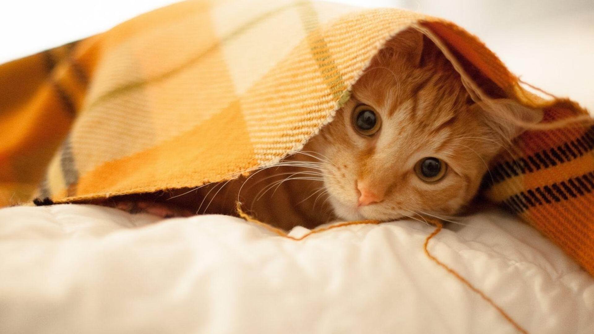 爱游戏体育平台-五大联赛不同阵型下球员跑位与空间感利用差异,五大联赛跑动距离统计