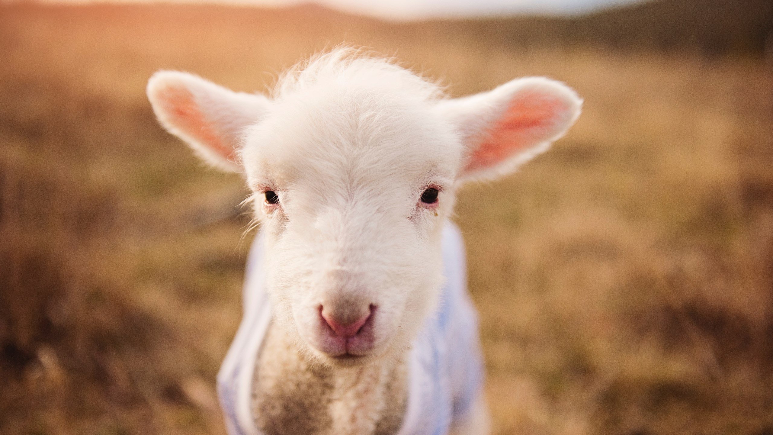 爱游戏体育-五大联赛是否推动射门合理性评分替代总射门次数，五大联赛射手排名