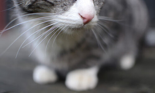 爱游戏中国官方登录入口网站-国际乒联混合团体世界杯：新加坡队的技术与战术亮点，乒乓 新加坡